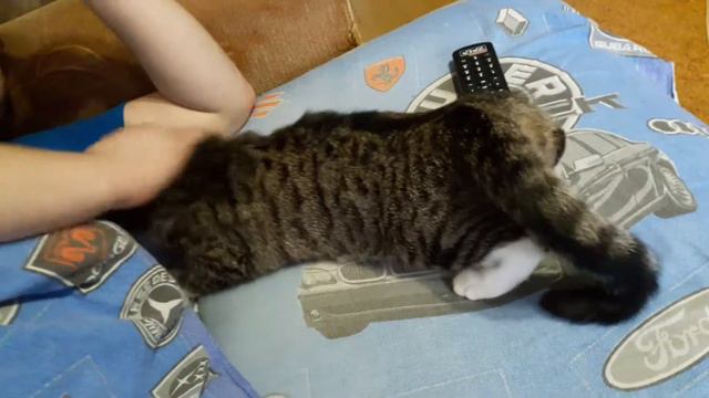 Кошка хочет смотреть онлайн