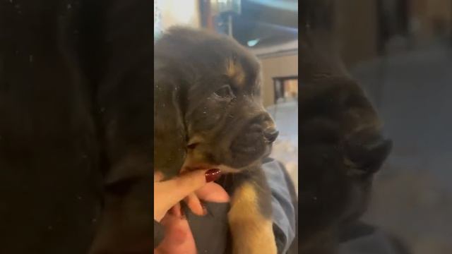 ПРЕДЛАГАЮТСЯ ШИКАРНЫЕ ЩЕНКИ ТИБЕТСКОГО МАСТИФА.Мурманский клуб МОКПДЦ Вестлиц.ДОСТАВКА ПО ВСЕМУ МИР