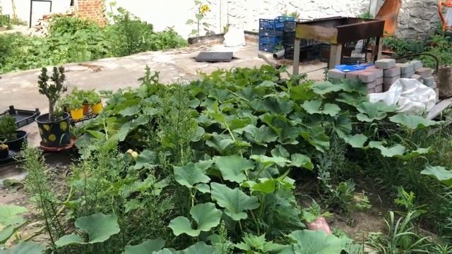 СТРОИМ КУРЯТНИК. ПРИКОЛЬНАЯ КРЫША С МАНСАРДНЫМИ ОКНАМИ