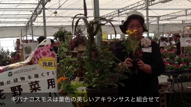 【秋の寄せ植えの作り方】ミレット、キバナコスモスで作った時から美しい寄せ植え5分25秒／花創人はなそうにん岐阜愛知寄せ植えハンギングバスケット教室 смотреть онлайн