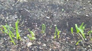 Сеем ЛУК. Как посеять лук семенами. Как вырастить лук Батун на грядке.