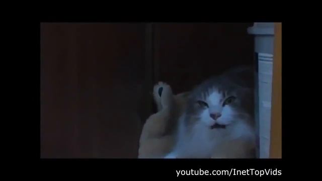 Коты веселятся. Смешные кошки Cats having fun. Funny cats смотреть онлайн