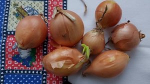 Почему хочется есть лук