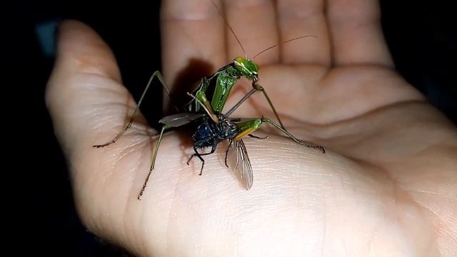 Молящийся Хищник | Как Богомол Ест Жертву смотреть онлайн