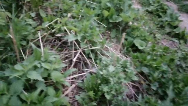 Крапива и одуванчик смотреть онлайн