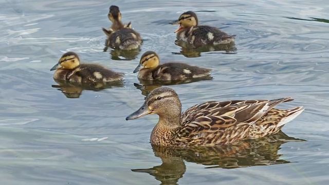 Аудиосказка «Бобровый пруд» #Детям о животных смотреть онлайн