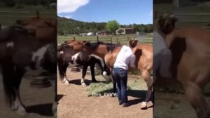 Дрочит коню