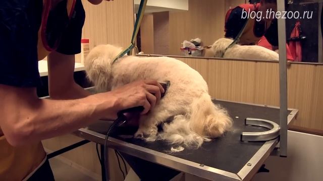 Груминг пекинеса, стрижка пекинеса, стрижка лап у пекинеса, видео стрижки пекинеса смотреть онлайн