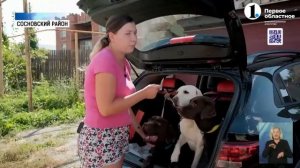 Как правильно перевозить собаку в машине. (эфир ОТВ от 05.09.2022)
