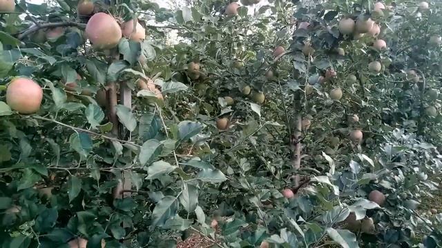 Обзор яблони сорта Фуджи на подвое М9 смотреть онлайн