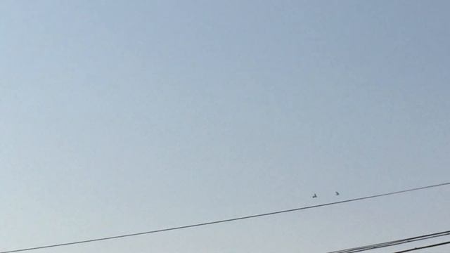 #Pigeon.Отбор бойных голубей.