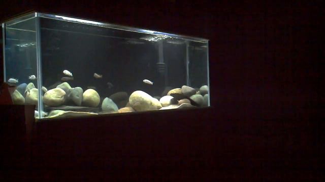 S. Multipunctatus doing laps 2-11-12 смотреть онлайн