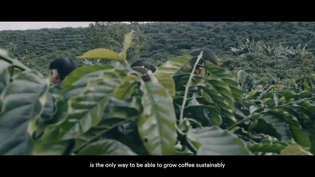 Sustainable coffee farming in Indonesia: the story of Thuong смотреть онлайн