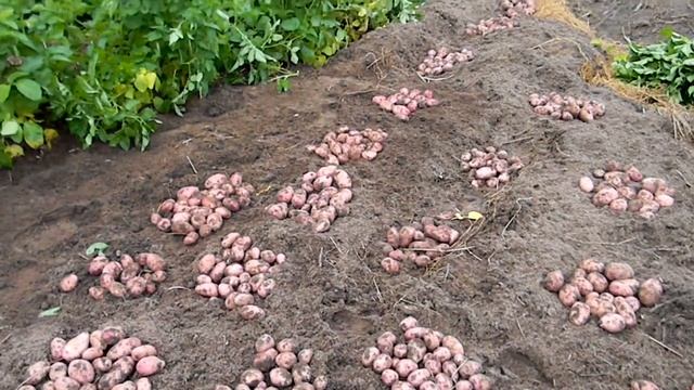 Картошка 2016 смотреть онлайн