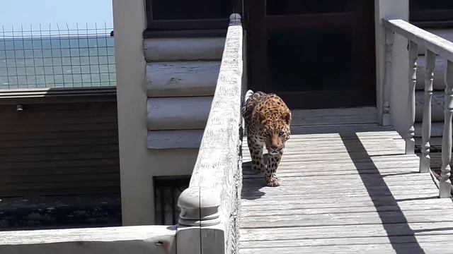 Леопард в Дагестане смотреть онлайн