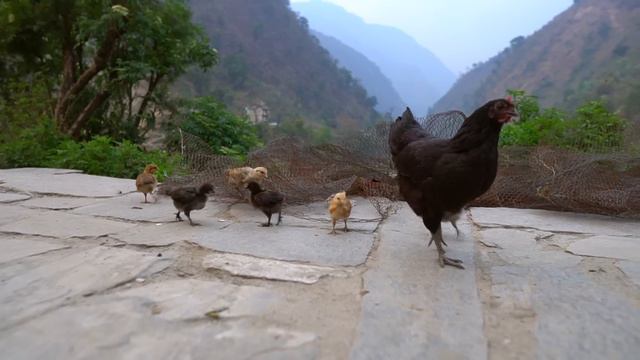 How peole live in a village high in the Himalayas. Nepal village смотреть онлайн