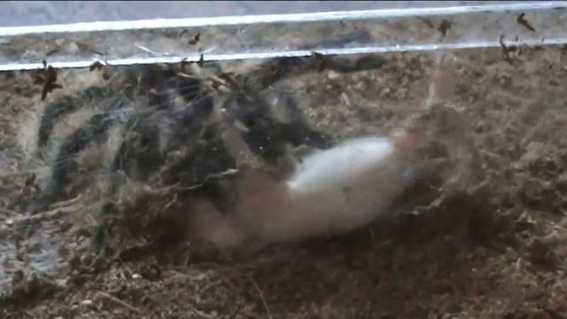 #брахипельма альбопилозум#Пауки#Паук птицеед#Террариум смотреть онлайн