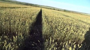 Озимая пшеница, норма высева 50 кг./га (1 млн.шт. семян/га)