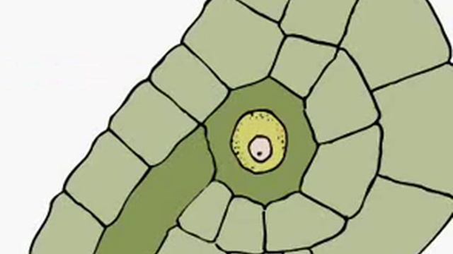 Жизненный цикл папоротников смотреть онлайн