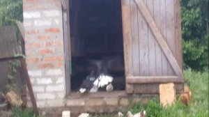 Школа голубевода№10: Правильное кормление голубей - гарант здоровой птицы!