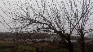 Когда обрезать шелковицу?