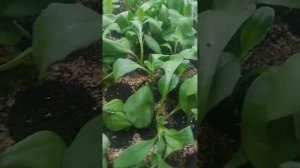 супер укоренение ФИТАКТИВ ЭКСТРА ПЛЮС остальные отдыхают