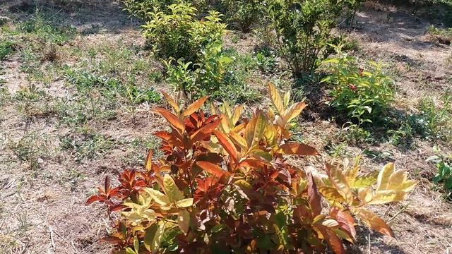 Вейгела 'Уингз оф Фаер' (Wings of Fire) летом смотреть онлайн