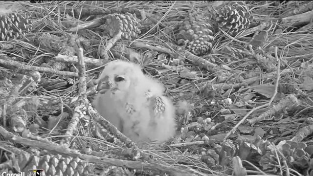 ~ Great Horned Owls Nesting Near Savannah - Puchacze - Maluch sam 🐥🌹🍀 - Mama przyniosła szczura~ смотреть онлайн