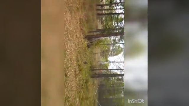 Прогулка по лесу"Ловушка на зайца" смотреть онлайн