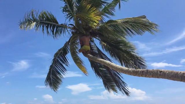 Как выжить на Шри Ланке 2018 смотреть онлайн