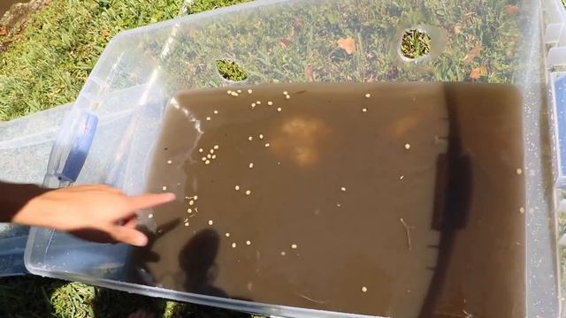 FISH-TRAP CATCHES COLORFUL FISH For Massive AQUARIUM FISH!! смотреть онлайн