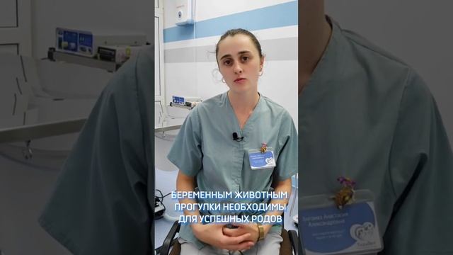 Как часто гулять с собакой? И зачем это нужно животному?