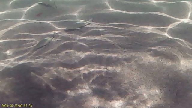 Влог Пляж Феналс Лорет де мар, морские виды Испания 2020 смотреть онлайн