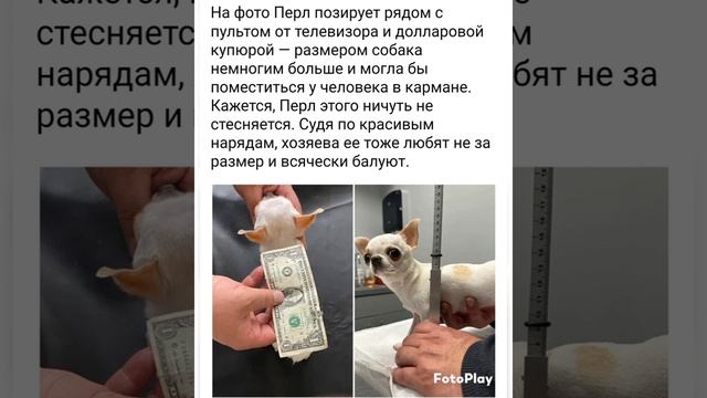 САМАЯ МАЛЕНЬКАЯ СОБАКА В МИРЕ 2023