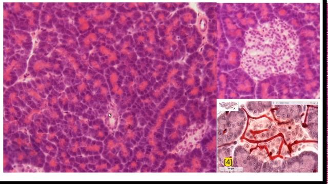 Гистологическое строение поджелудочной железы. смотреть онлайн