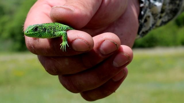 не АЗЕРБАЙДЖАН, но Домашний Кролик и Картошка Фри на костре\ rabbit and french fries on the fire смотреть онлайн