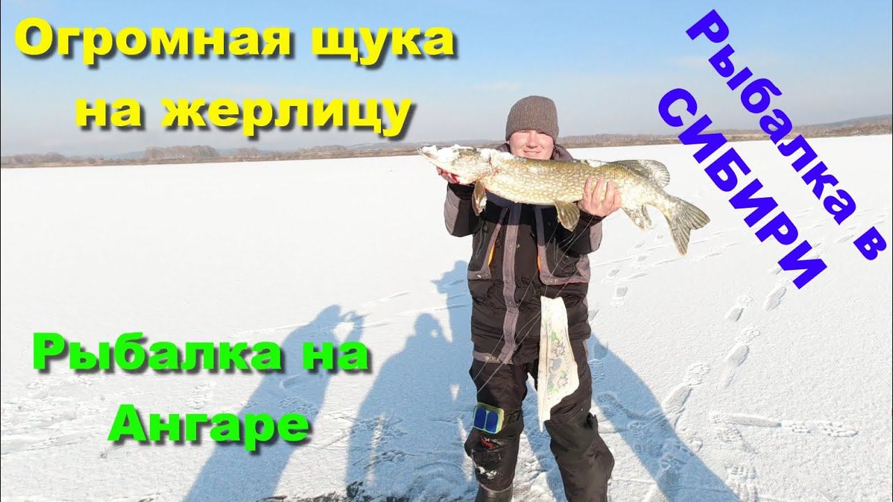 Огромная щука на жерлицу. Рыбалка на Ангаре. Рыбалка в СИБИРИ зимой смотреть онлайн