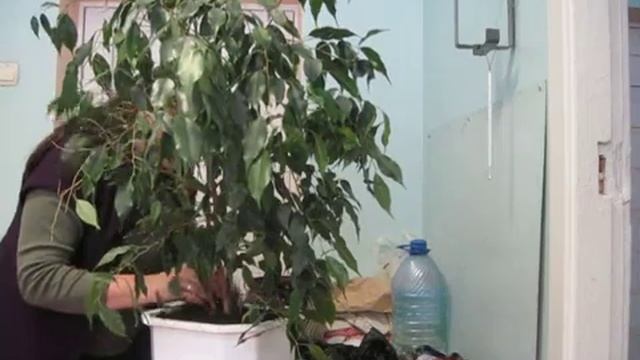 Правильная пересадка большого фикуса Бенджамина смотреть онлайн