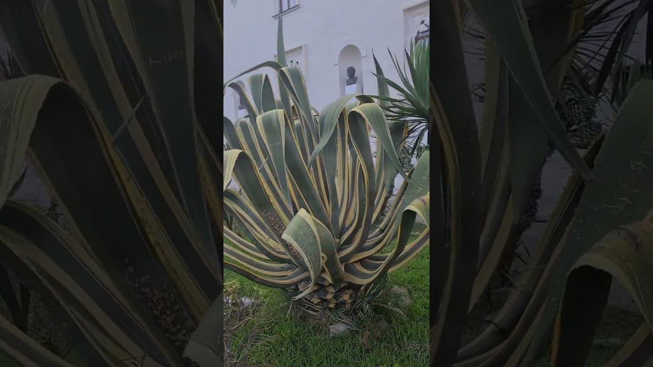 СУХУМ смотреть онлайн