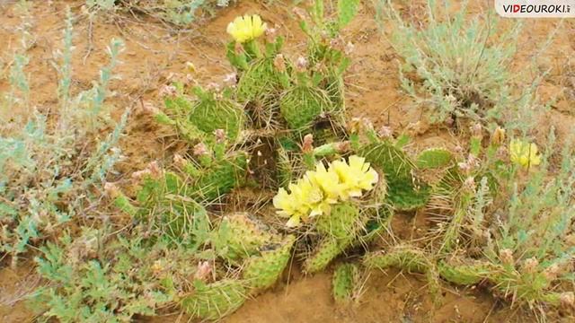 Растительный и животный мир России 8 класс смотреть онлайн