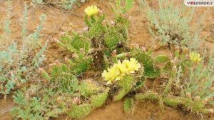 Растительный и животный мир России 8 класс