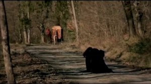 Зачем Сулейман приказал казнить  сына Мустафы и кого в этом винить?  Великолепный век