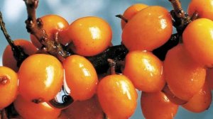 Невероятные способности облепихи и облепихового масла.