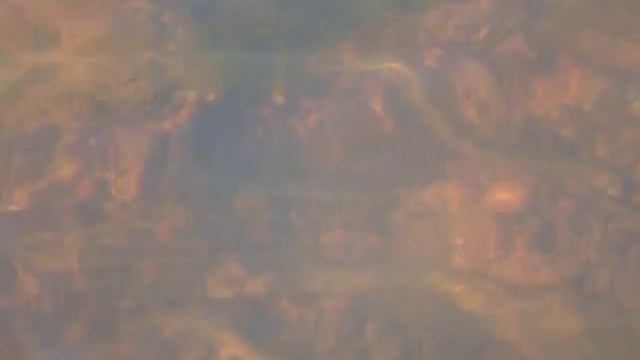 minog strumieniowy(Lampetra planeri) na tarle - rzeka turka 1.MPG смотреть онлайн