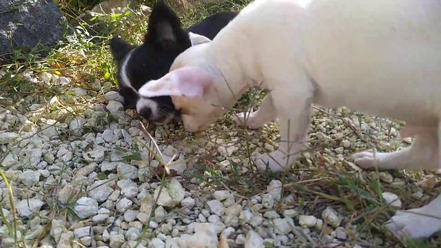 продам мини чихуахуа щенки ,очень красивые детки ми-ми-ми ушастик Крым Симферополь