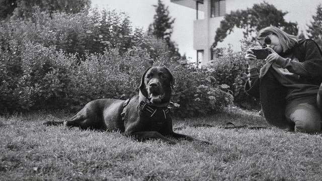 Top 20 Film Photographs of Labrador with Camera from 1976 | Canon AE-1 | Ilford Pan 400 | B&W