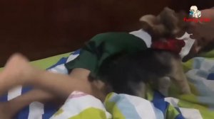 Собаки защищают и спасают детей.