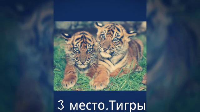 Топ 5 животных смотреть онлайн