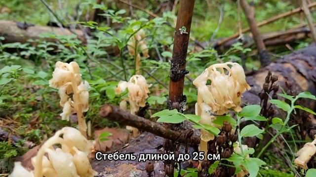 Редчайшее растение увидела под ёлками. Без хлорофилла, без зелёного цвета. Подъельник обыкновенный смотреть онлайн