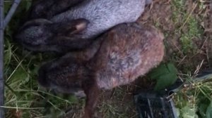 Кролики на свободном выгуле. Содержание и размножение кроликов. Мои кролики. Дачная Жизнь ТВ.